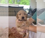 Small #7 Golden Retriever