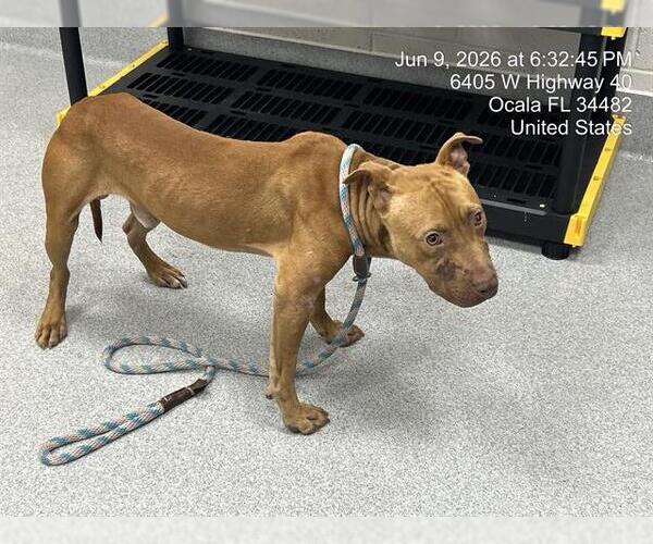 Medium Photo #1 American Pit Bull Terrier Puppy For Sale in Ocala, FL, USA
