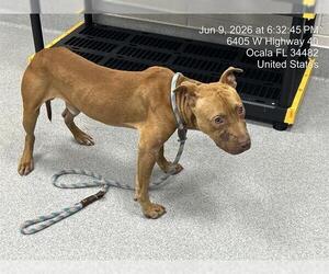 American Pit Bull Terrier Dogs for adoption in Ocala, FL, USA