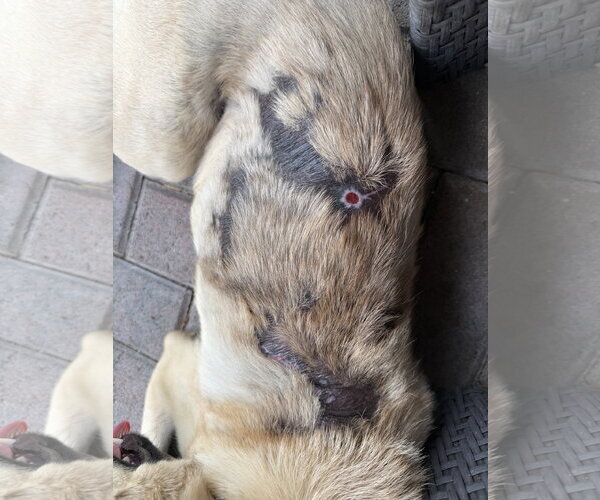 Medium Photo #5 Mutt Puppy For Sale in Royal Palm Beach, FL, USA