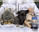 Small Photo #62 French Bulldog Puppy For Sale in MIMS, FL, USA