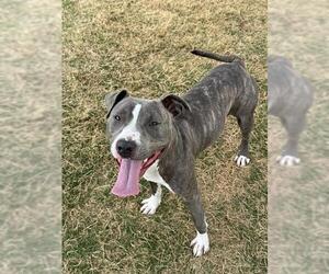 Staffordshire Bull Terrier Dogs for adoption in Temple, TX, USA