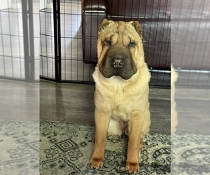 Chinese Shar-Pei Puppy for sale in MENTOR, OH, USA