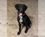 Small Photo #1 German Shorthaired Lab Puppy For Sale in Ogden, UT, USA