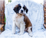 Small #4 Saint Bernard