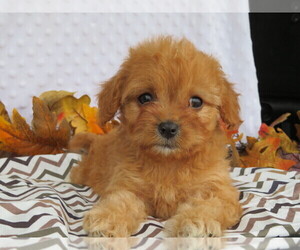 Cavapoo Puppies for Sale near Canton, Michigan, USA, Page ...