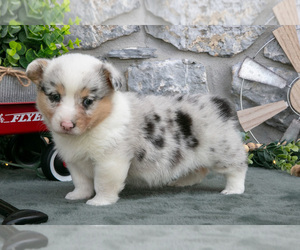 Pembroke Welsh Corgi Puppy for sale in LEOLA, PA, USA