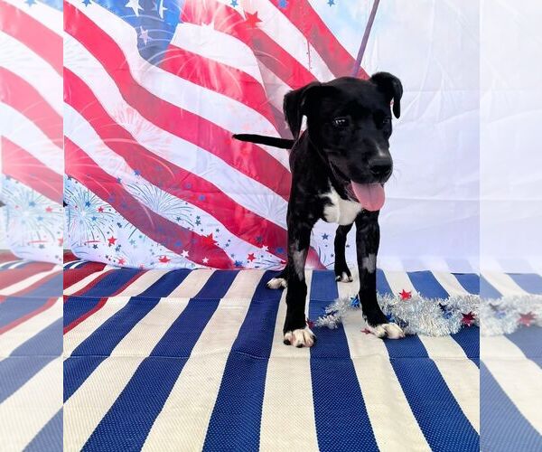 Medium Photo #4 Mutt Puppy For Sale in Sanderson, FL, USA