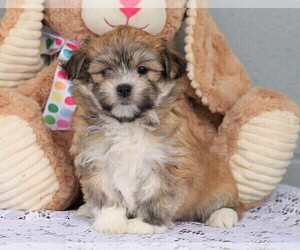 Havanese Puppy for sale in FREDERICKSBG, OH, USA