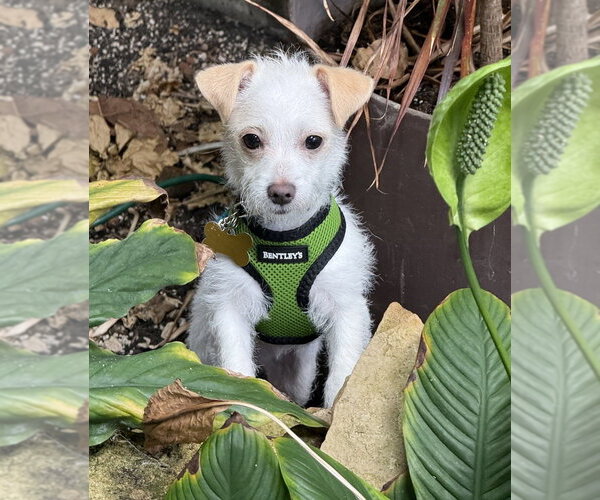 Medium Photo #3 Malchi Puppy For Sale in Mundelein, IL, USA