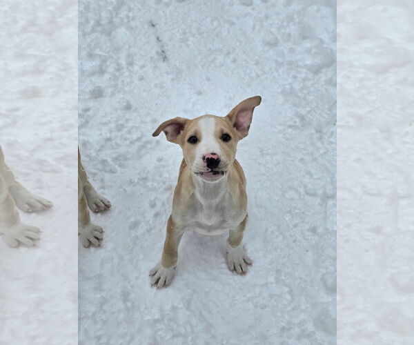Medium Photo #1 American Pit Bull Terrier-Unknown Mix Puppy For Sale in Rockaway, NJ, USA