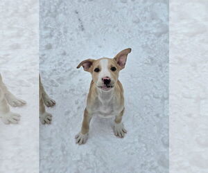 American Pit Bull Terrier-Unknown Mix Dogs for adoption in Rockaway, NJ, USA