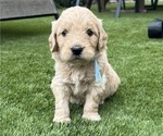Small #2 Goldendoodle