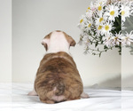 Small Photo #4 English Bulldog Puppy For Sale in BRISTOL, IN, USA