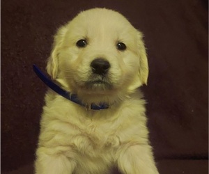 English Cream Golden Retriever Puppy for sale in WASHINGTON BORO, PA, USA