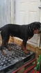Small Photo #1 Rottweiler Puppy For Sale in SPENCER, IN, USA