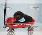 Small #2 Maltipoo