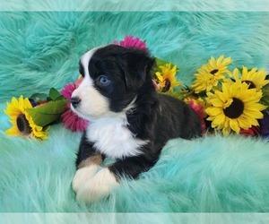 Shih Tzu Puppy for sale in ELIZABETH CITY, NC, USA
