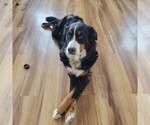 Small Photo #1 Bernese Mountain Dog Puppy For Sale in WOODVILLE, WI, USA
