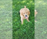 Image preview for Ad Listing. Nickname: Litter of 2