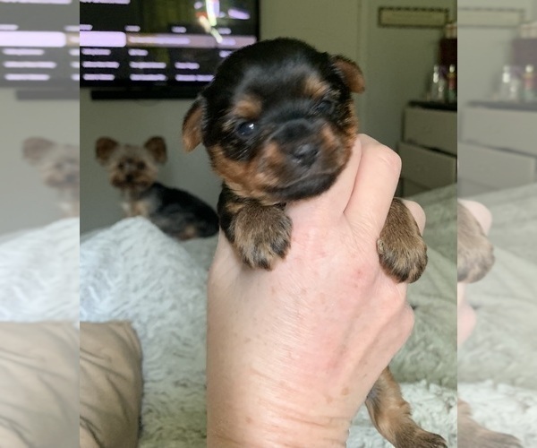Medium Photo #5 Yorkshire Terrier Puppy For Sale in FORT WORTH, TX, USA