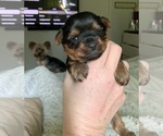 Small Photo #5 Yorkshire Terrier Puppy For Sale in FORT WORTH, TX, USA
