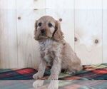Image preview for Ad Listing. Nickname: Litter of 2