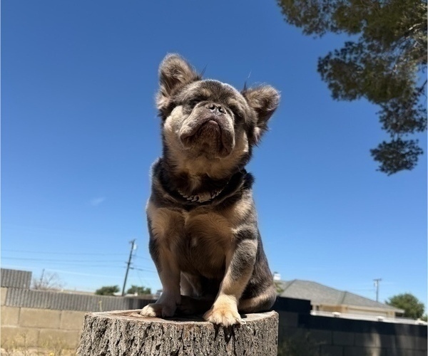 Medium Photo #3 French Bulldog Puppy For Sale in DENVER, CO, USA