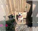 Small #3 American Pit Bull Terrier Mix