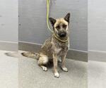 Small German Shepherd Dog Mix