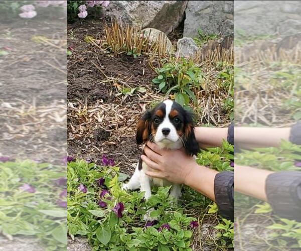 Medium Photo #3 Cavalier King Charles Spaniel Puppy For Sale in EVART, MI, USA