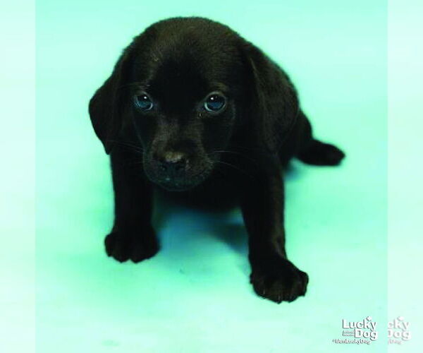Medium Photo #3 Labrador Retriever-Unknown Mix Puppy For Sale in Washington, DC, USA