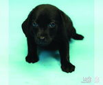 Small #2 Labrador Retriever Mix