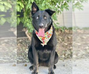 Kira - Female Mutt Dog for Adoption - Photo #7