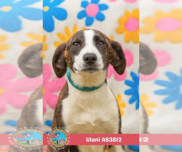 Medium Photo #1 Beagle-Unknown Mix Puppy For Sale in Mobile, AL, USA