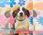 ULANI - Female Beagle-Unknown Mix Dog for Adoption - Small photo