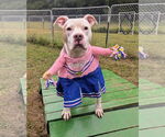 Small #13 American Bulldog Mix