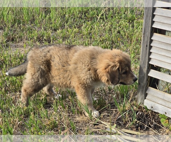 Medium Photo #25 Great Bernese Puppy For Sale in ELGIN, OR, USA