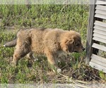 Small Photo #25 Great Bernese Puppy For Sale in ELGIN, OR, USA