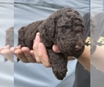 Small Photo #69 Goldendoodle Puppy For Sale in HOWARD CITY, MI, USA