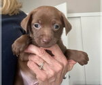 Small #6 Chihuahua Mix