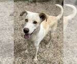 Small #2 Huskies -Pointer Mix