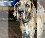 Small Photo #1 Great Dane Puppy For Sale in PITTSBURG, CA, USA