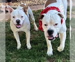 Small #6 Bull-Boxer