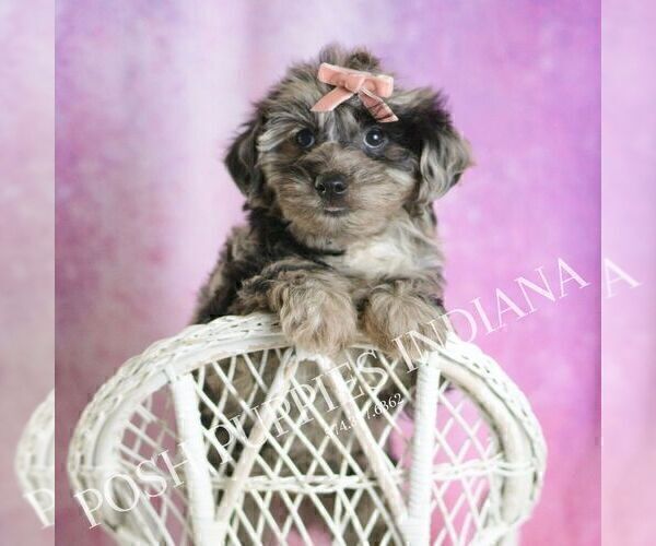 Medium Photo #62 Yorkipoo Puppy For Sale in WARSAW, IN, USA
