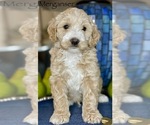Small Photo #4 Australian Labradoodle Puppy For Sale in WASHINGTON, NC, USA