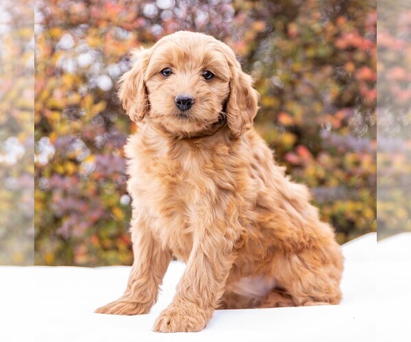 Medium Photo #5 Goldendoodle-Poodle (Miniature) Mix Puppy For Sale in MYERSTOWN, PA, USA