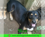Small #1 Coonhound Mix