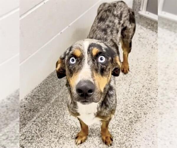 Medium Photo #1 Catahoula Leopard Dog-Unknown Mix Puppy For Sale in Houston, TX, USA