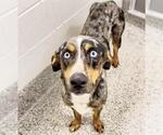 Small Catahoula Leopard Dog Mix